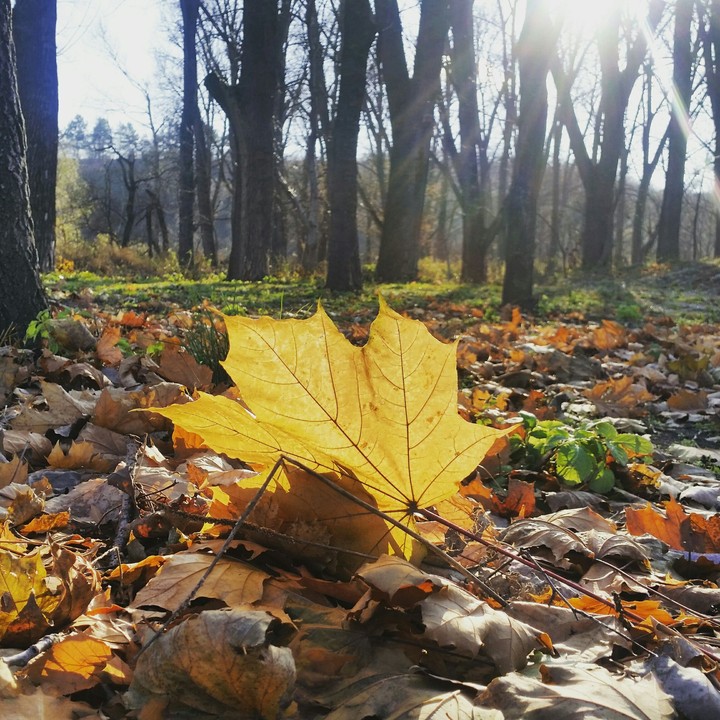 Осень