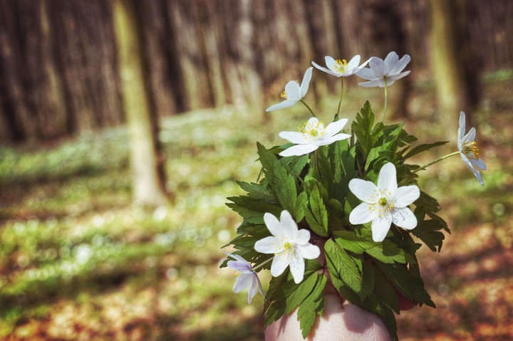 flower