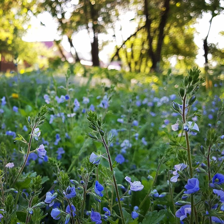 spring