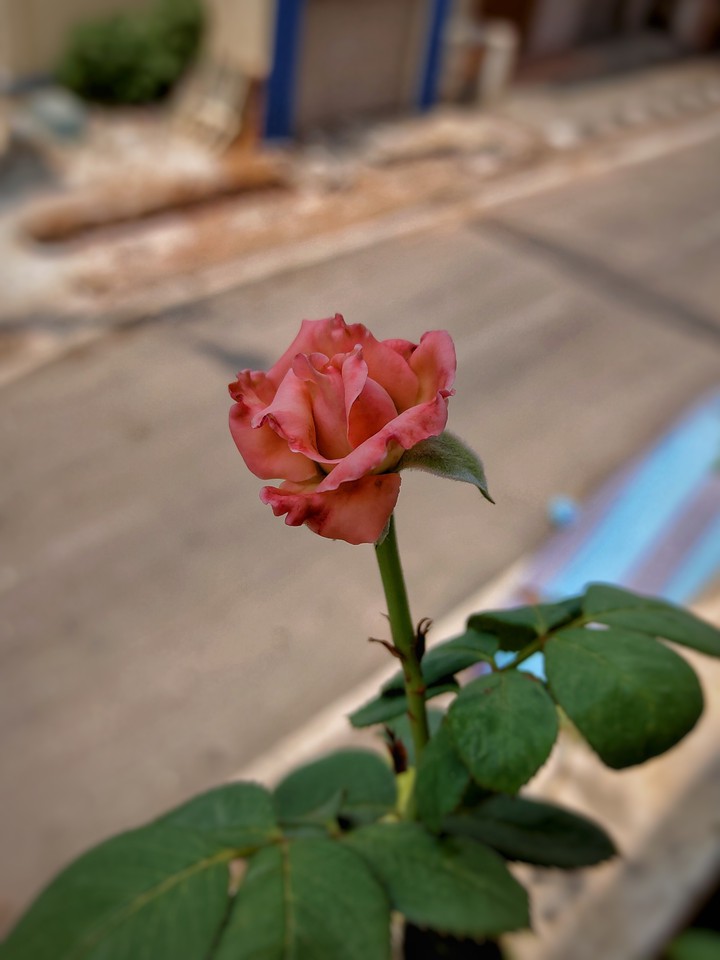 Home Grown #rose #flower