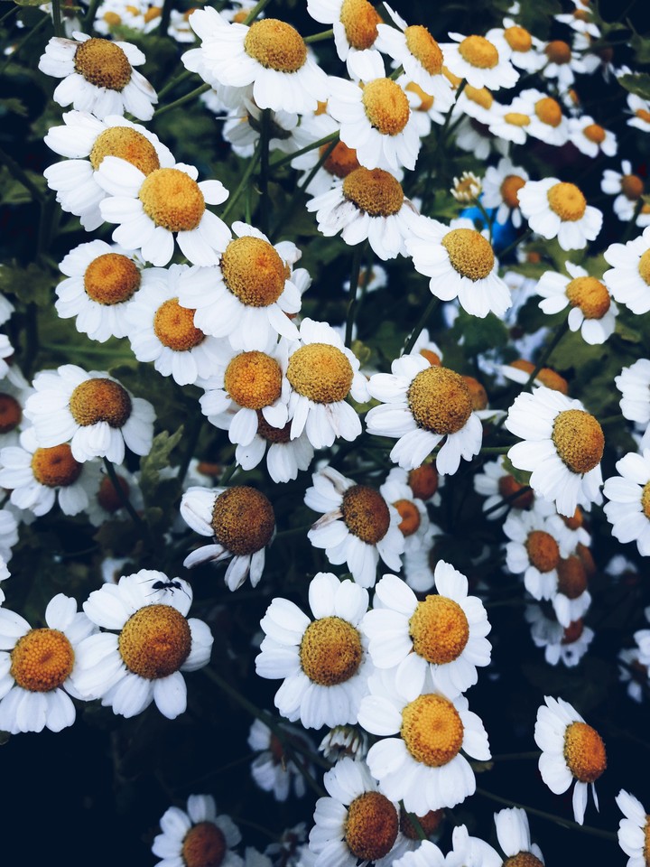 chamomiles