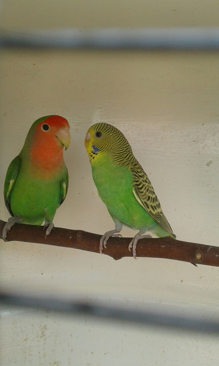 Love Bird and budgie