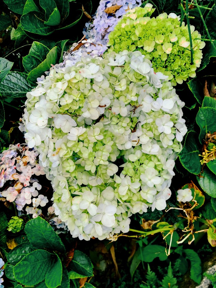 flower in munnar