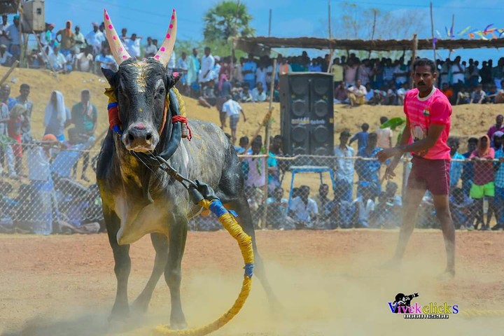 Manjuvirattu jallikattu
