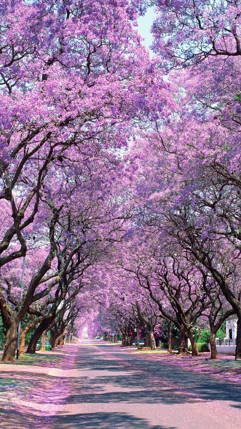 Jacaranda Trees