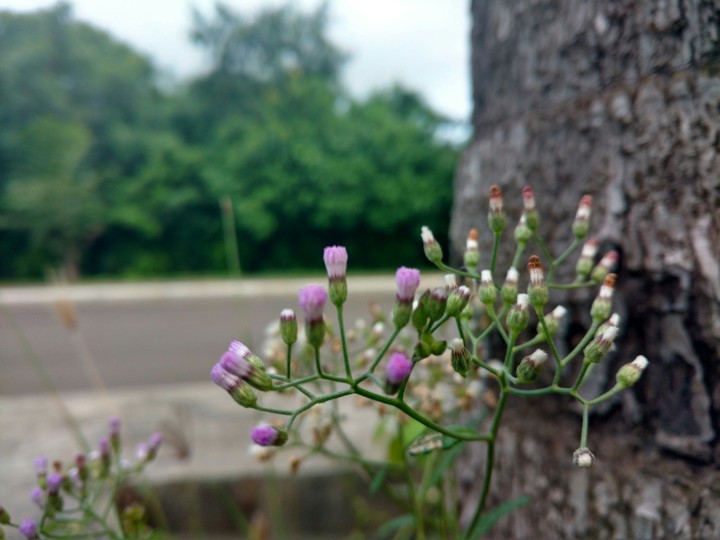 #purple flowers