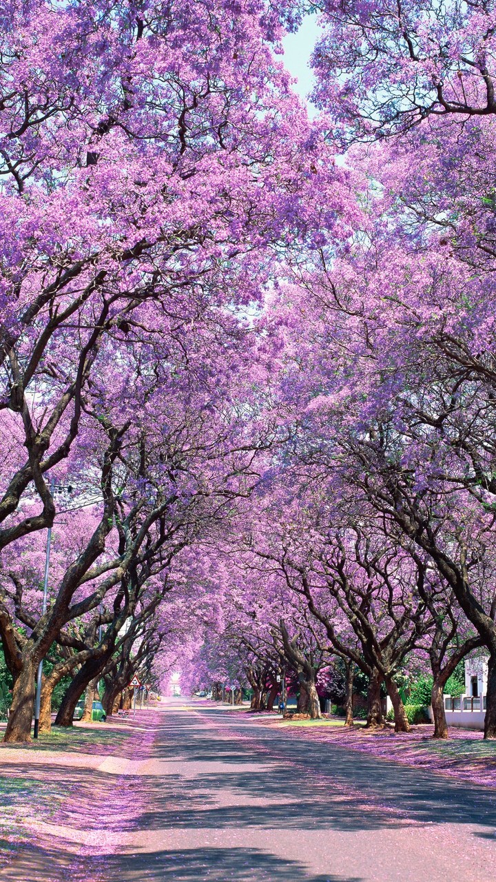 Jacaranda Trees