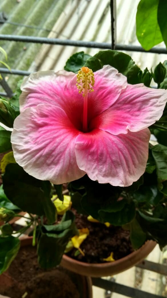 Pink Hibiscus
