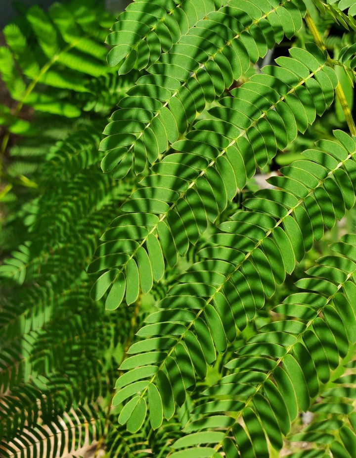 Shadow Plant