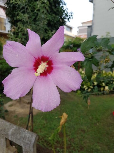 fiore