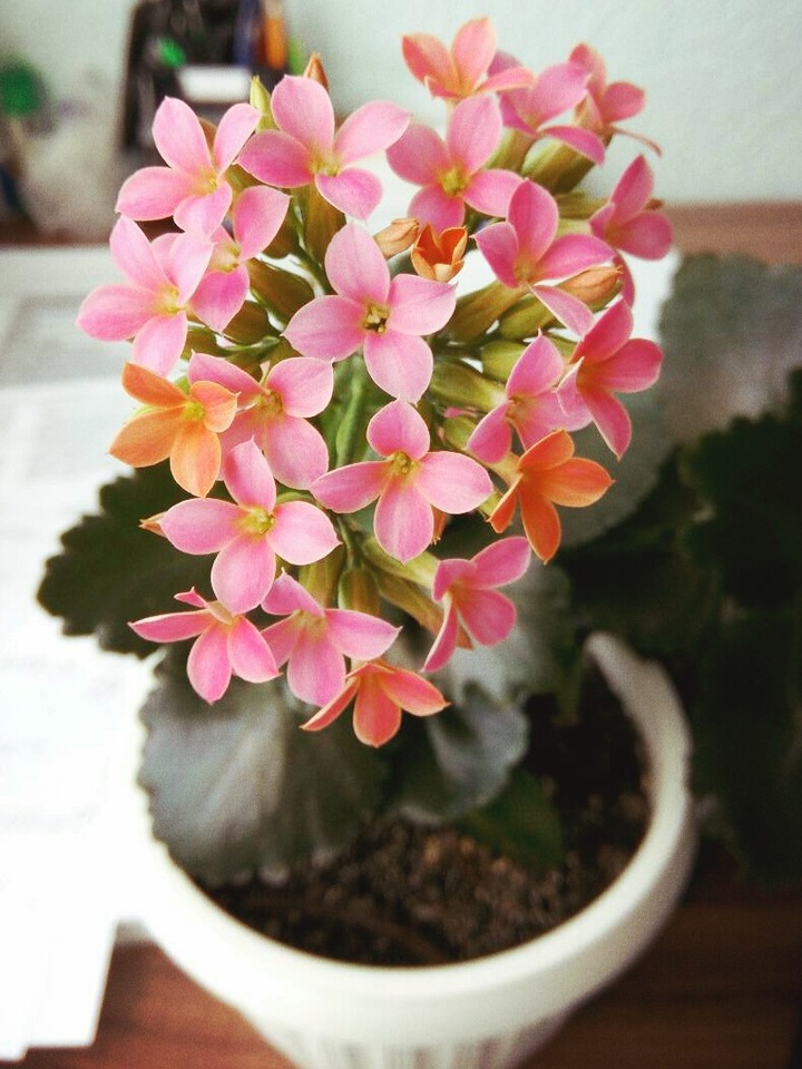 Spring