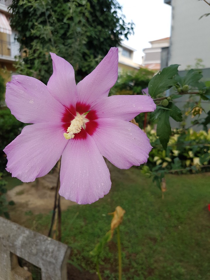 fiore