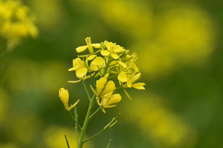 Mustered Flowers..Click : BY ME..