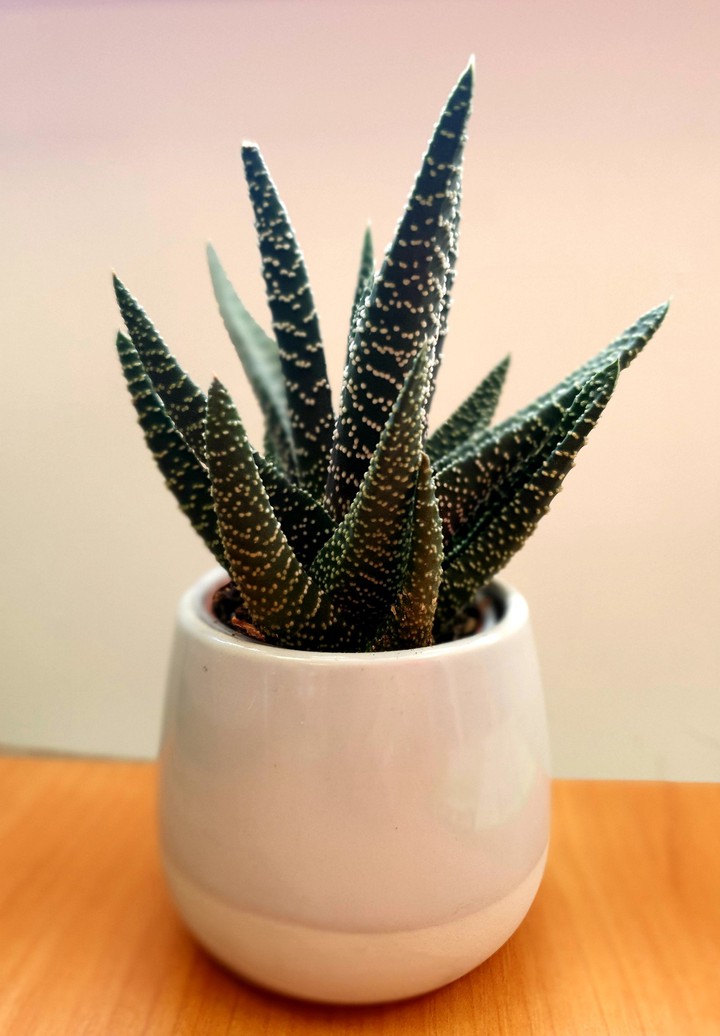 plant