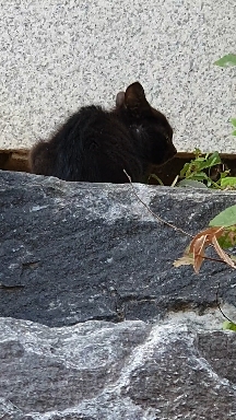 검은 ⚫️ 고양이 메롱 메롱