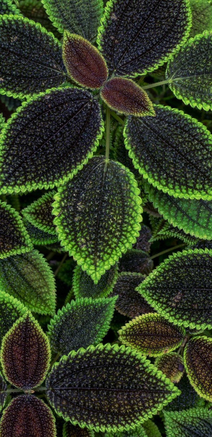 Leaves
