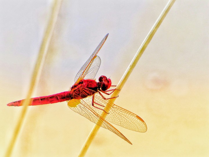 libelula