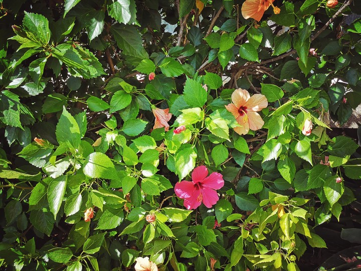 Hibiskus.