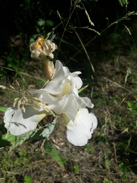 sfondi flower, petal