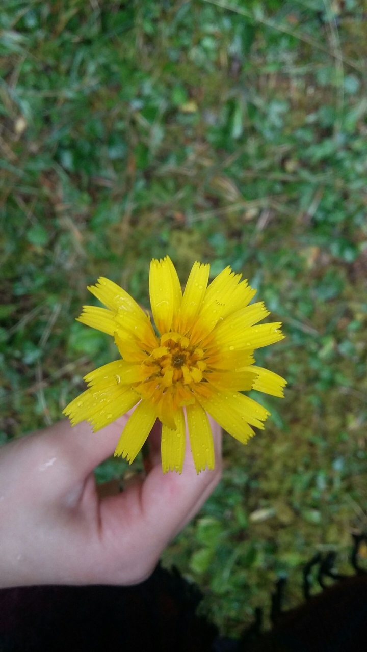 Yellow Flower