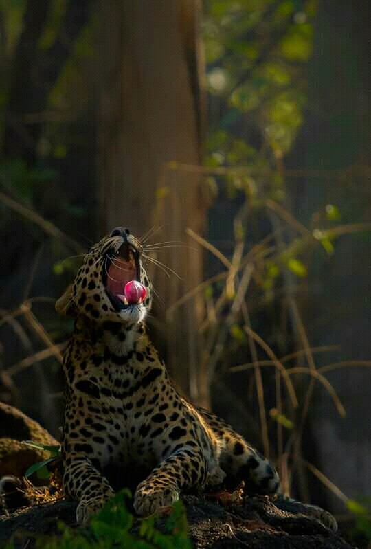 osm click