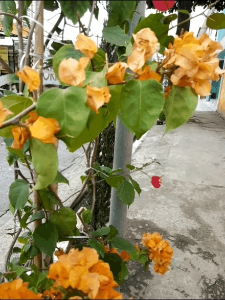 o amarelo me encanta
