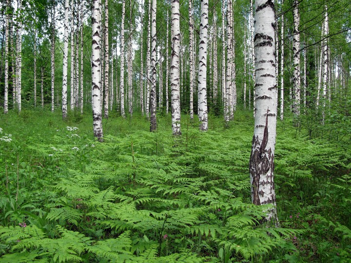 Birch trees