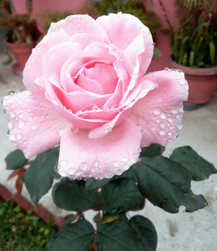 rainrose