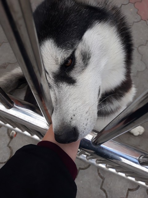 Dog Cuddle