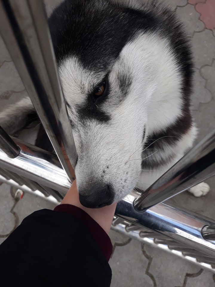Dog Cuddle