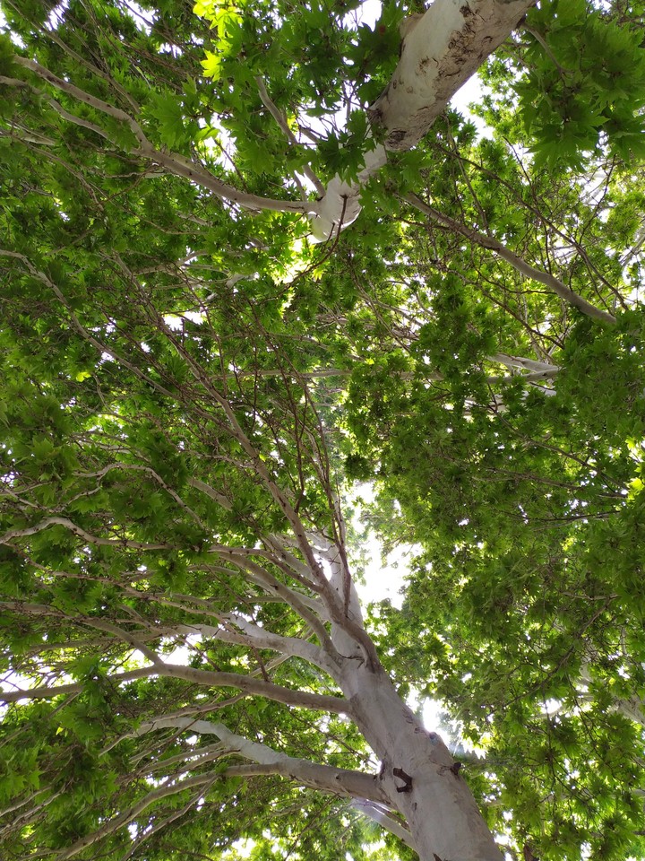 سپیدار. چنار
