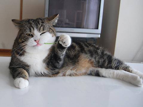 an arrogant cat