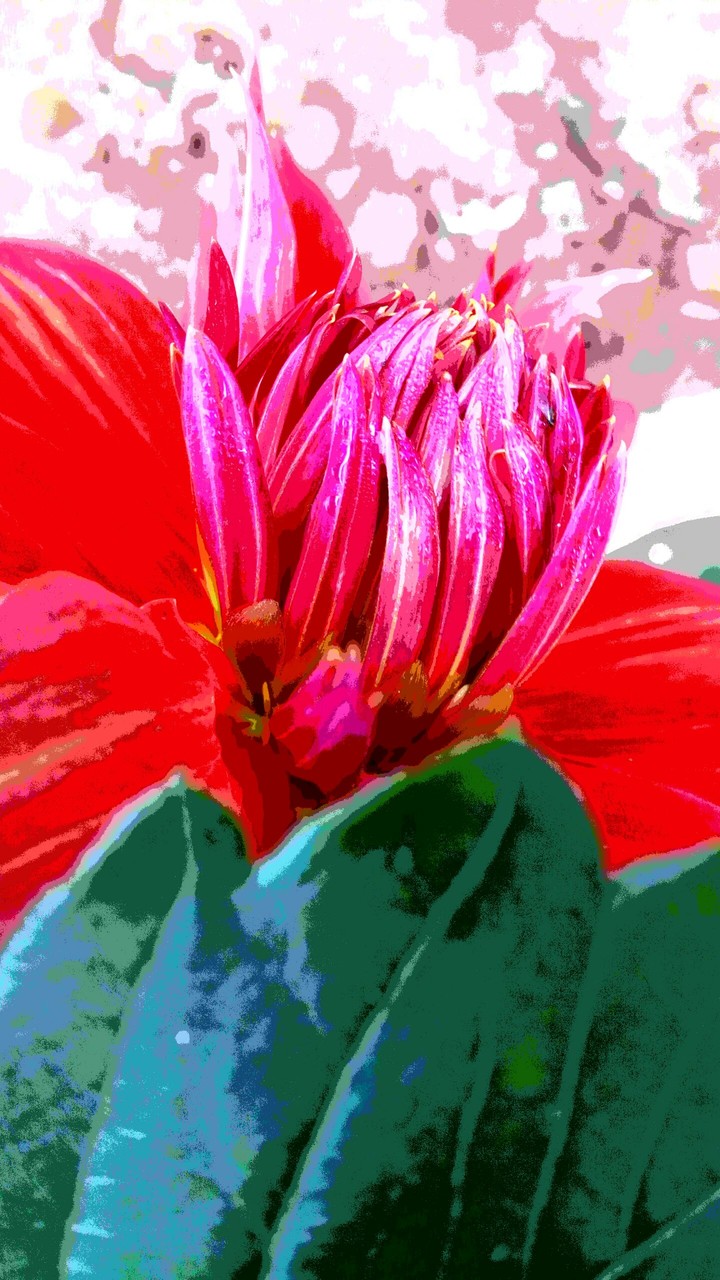 Dahlia flower