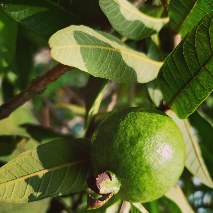 fruit