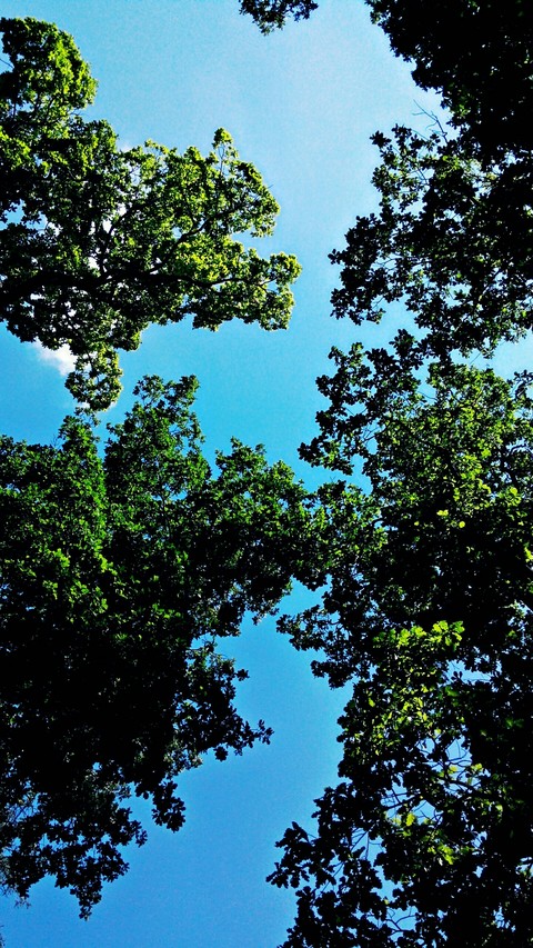 trees