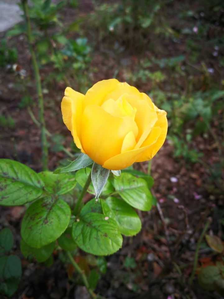 rose