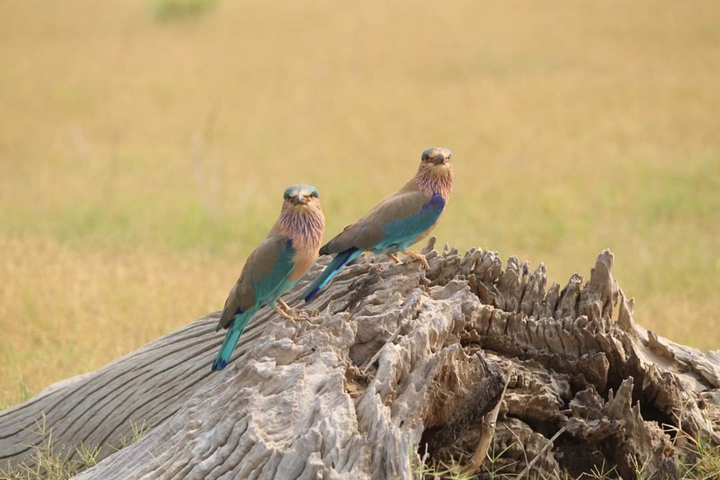 Indian Roller - Pench National Park