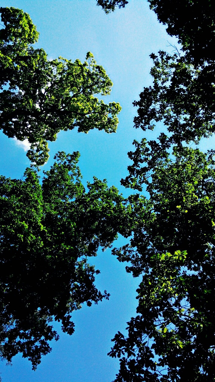 trees