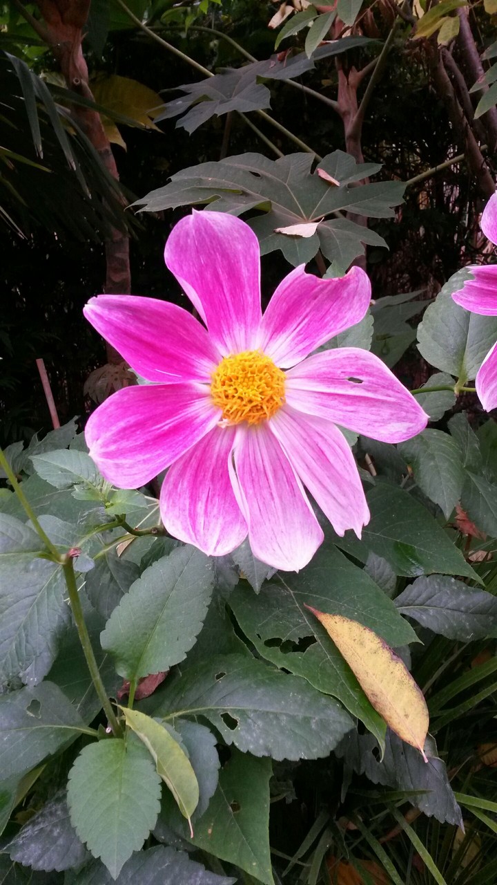 flower