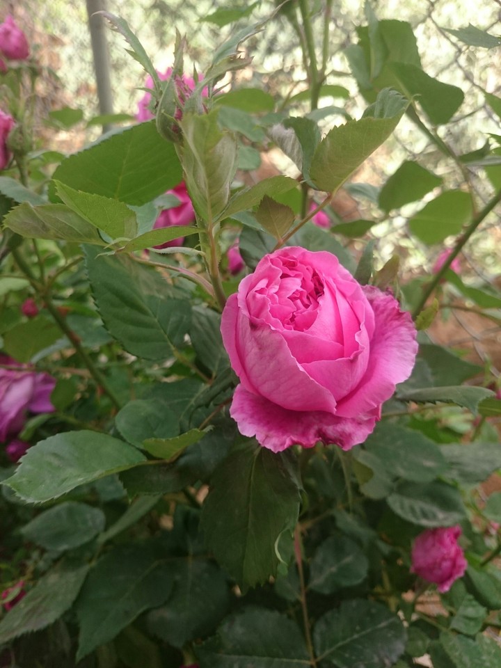 rose