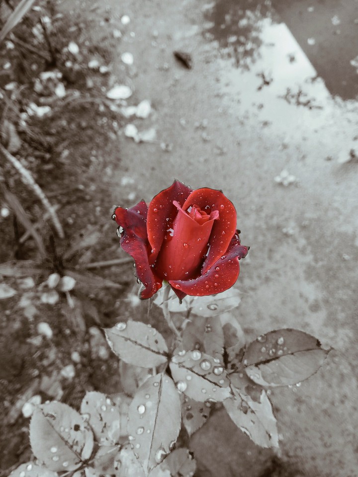 rose love