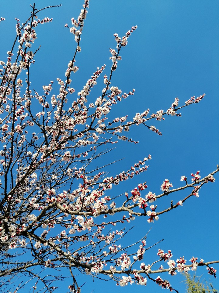 spring