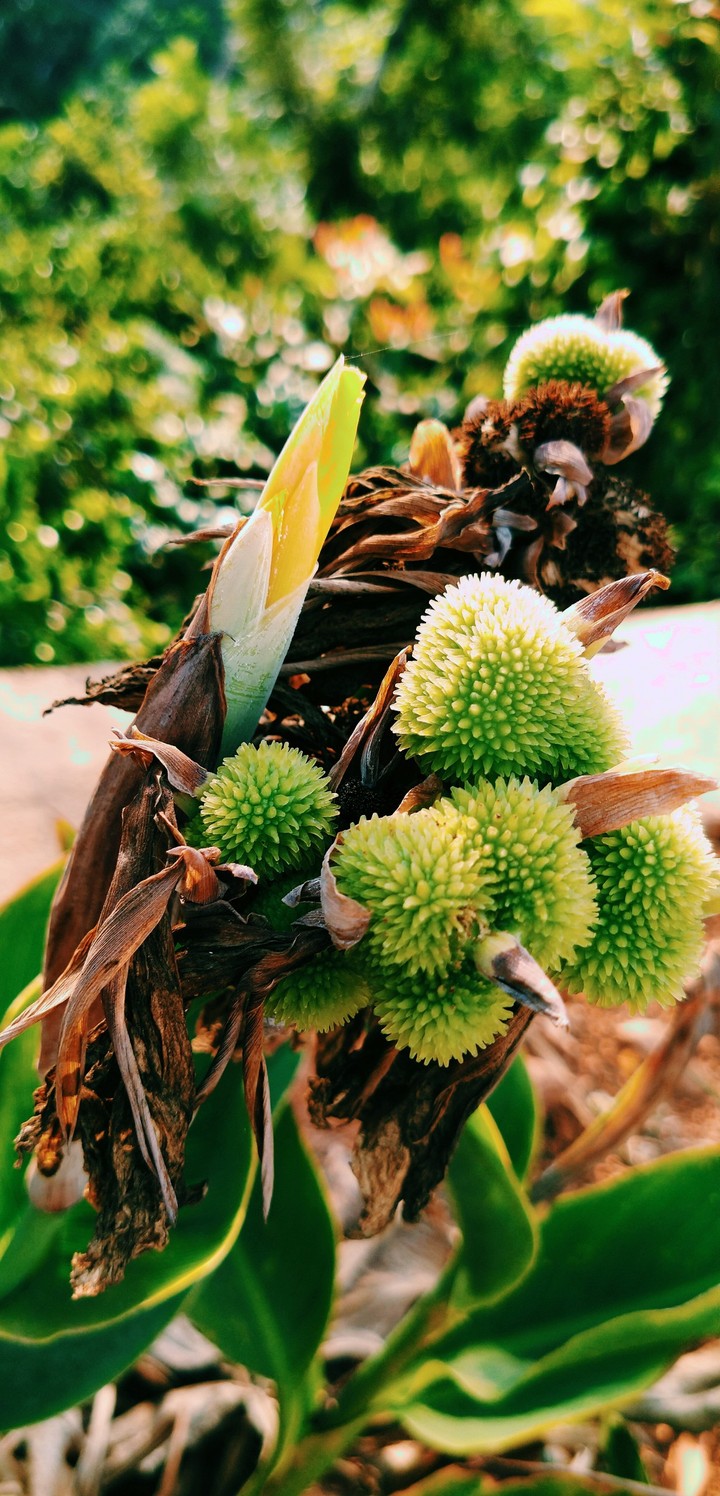 Flowers