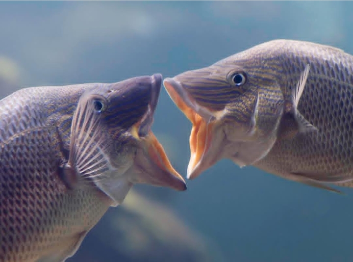 be couple