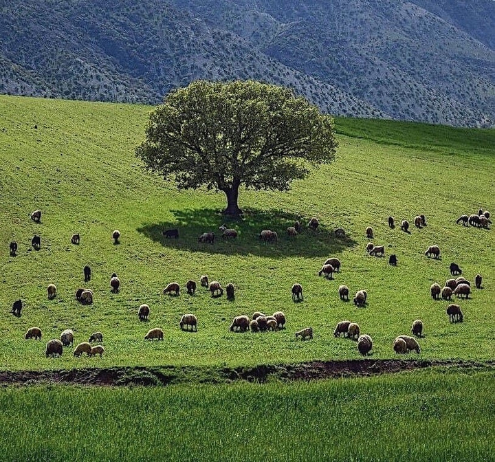 Lorestan Nature