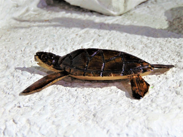 tartaruga de Madeira