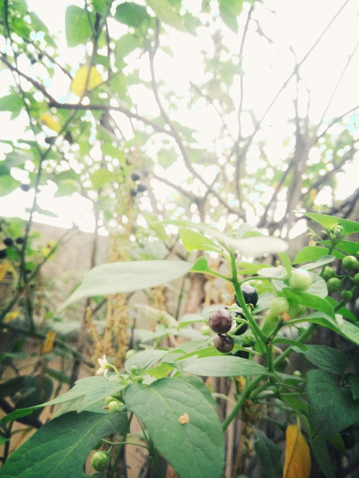 plant