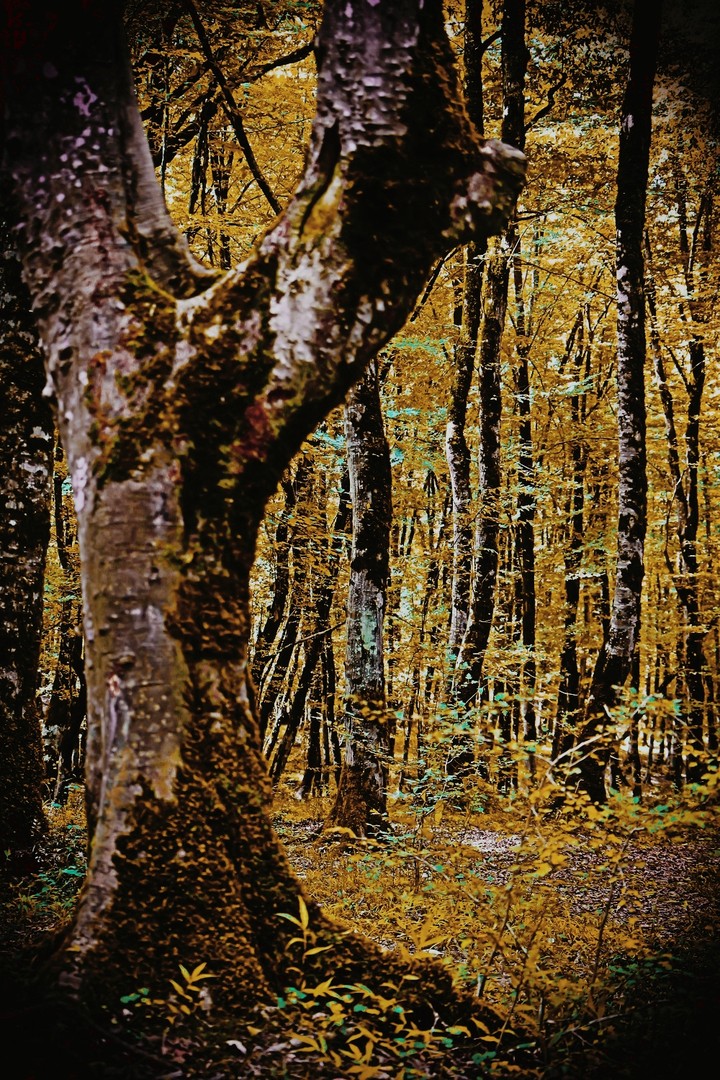 wellcome autumn