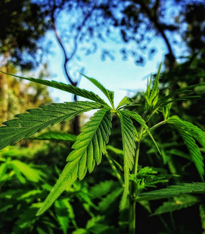 green plant leaf