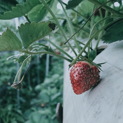 straw to my berry